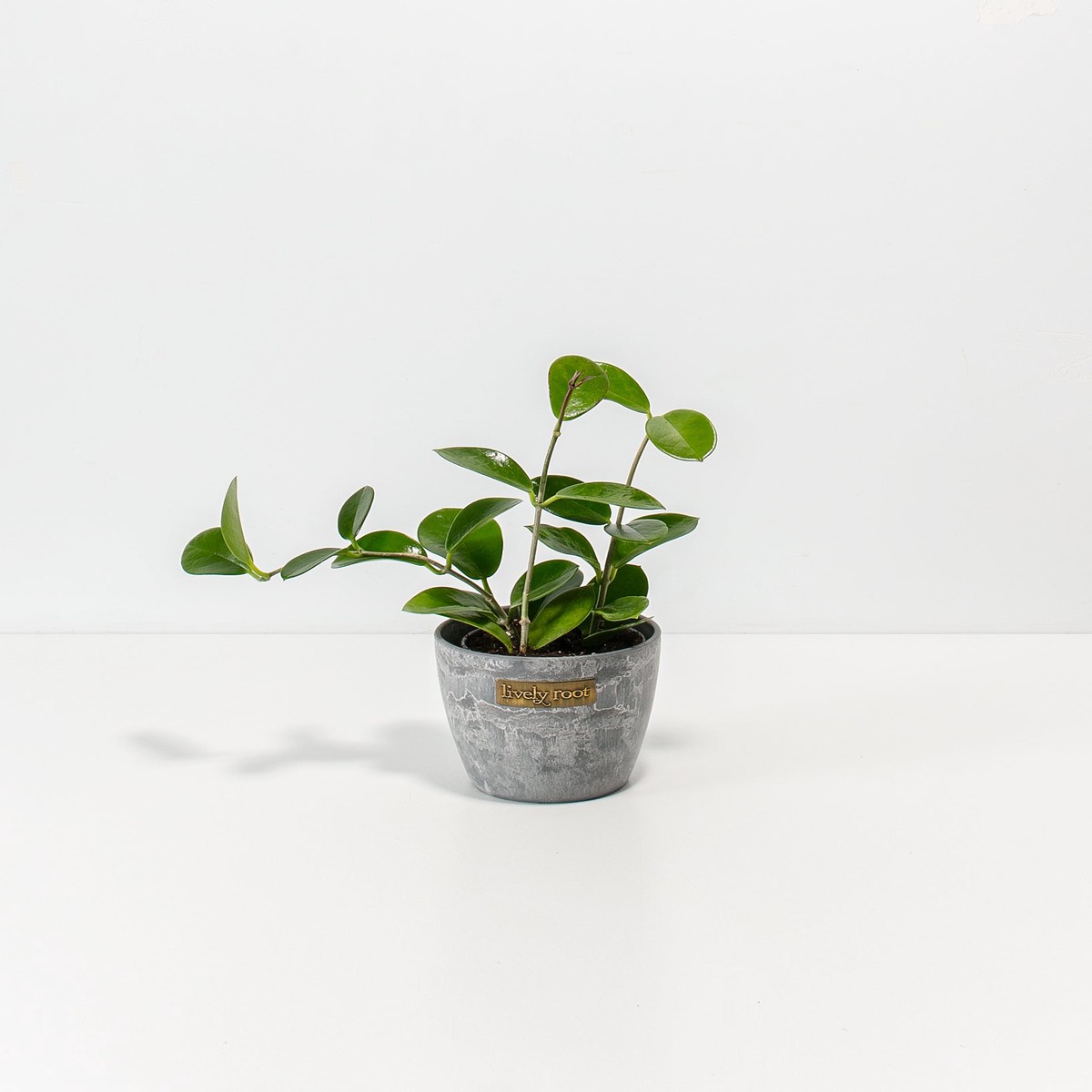 Hoya Australis SmallEcoPotMacadamia