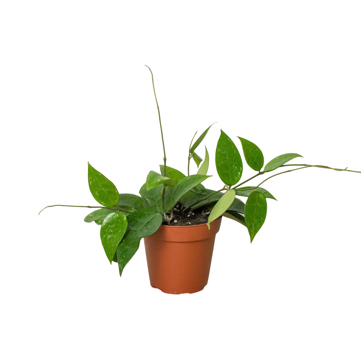 Hoya Black Margin 6Pot