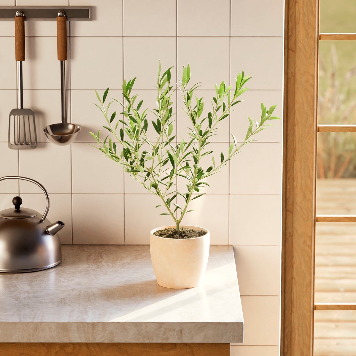 Indoor Olive Tree MediumBasketsLight