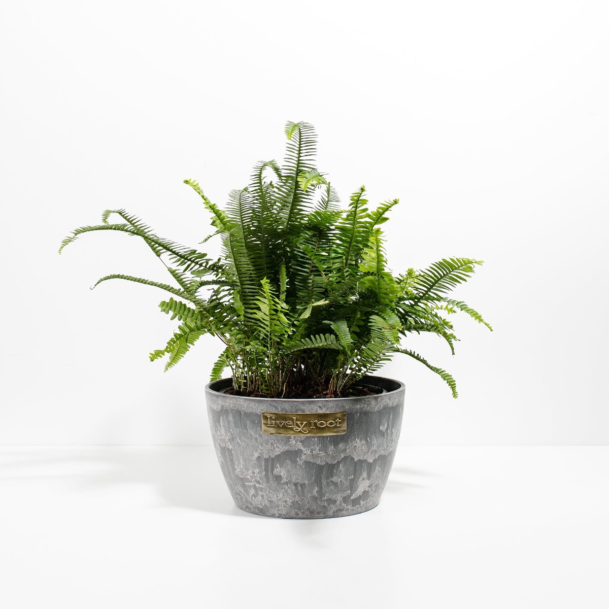 Kimberly Queen Fern LargeBasketsLight