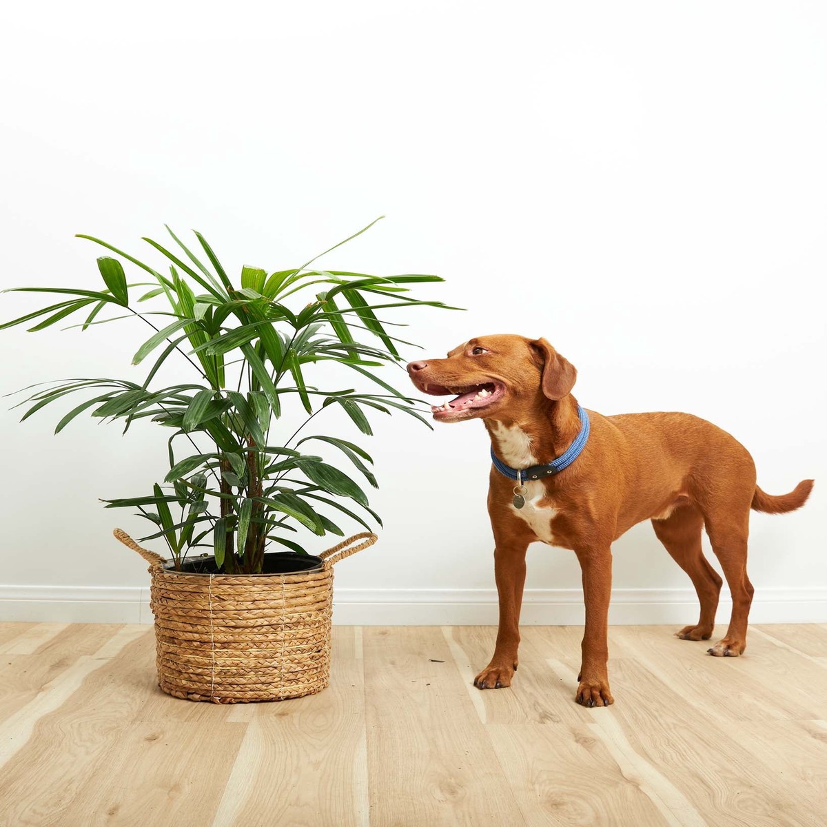 Lady Palm ExtraLargeEcoPotEarlGrey