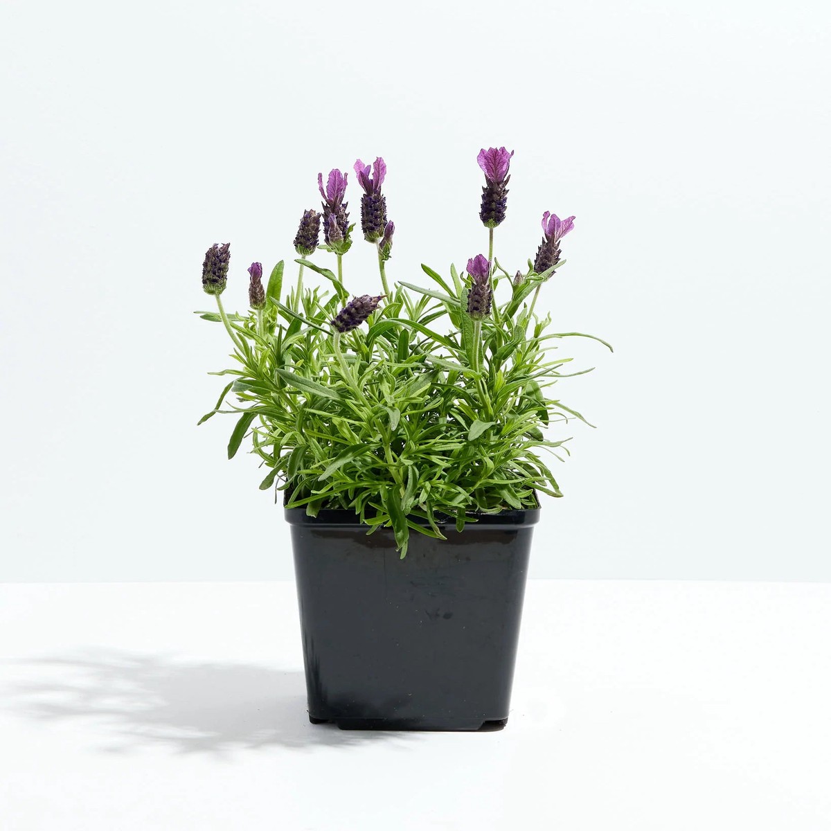 Lavender Primavera SmallEcoPotEarlGrey