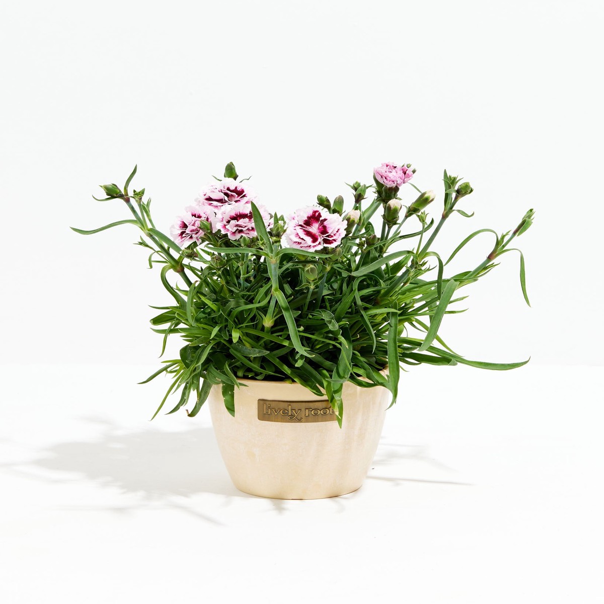Lilac Carnation SmallBasketsLight
