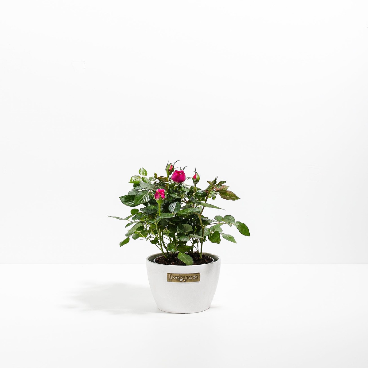 Magenta Miniature Rose SmallEcoPotMacadamia