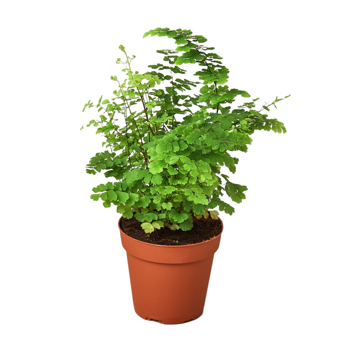 Maidenhair Fern 6PotCowPot