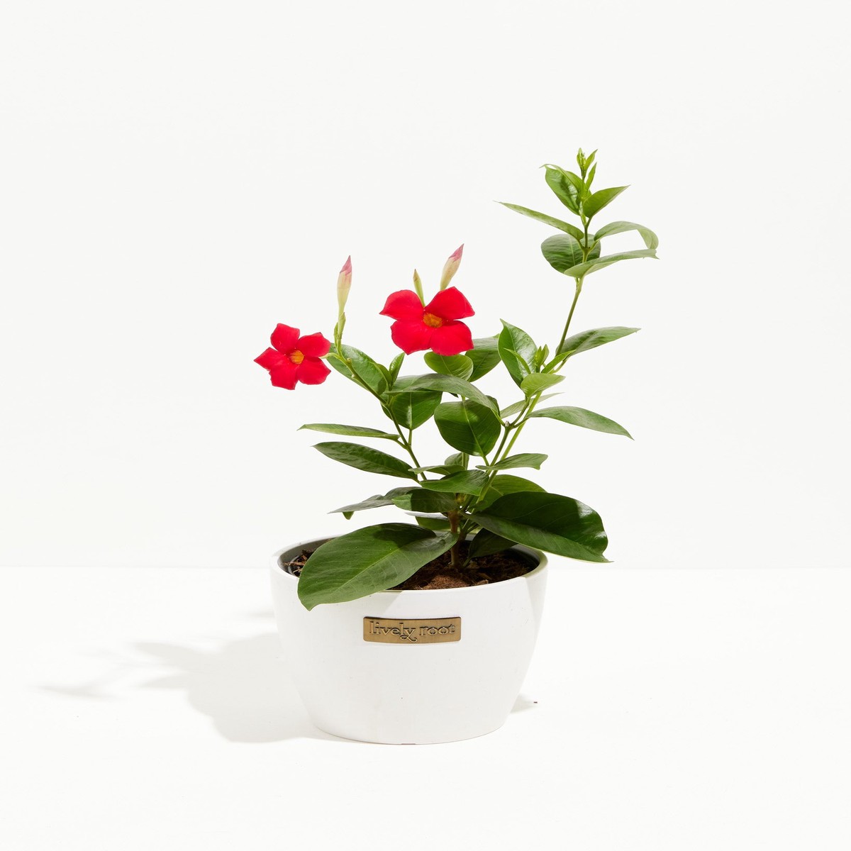 Mandevilla Red MediumBasketsLight
