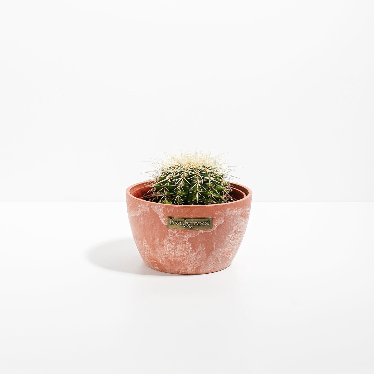 Medium Cactus Assorted MediumEcoPotChai