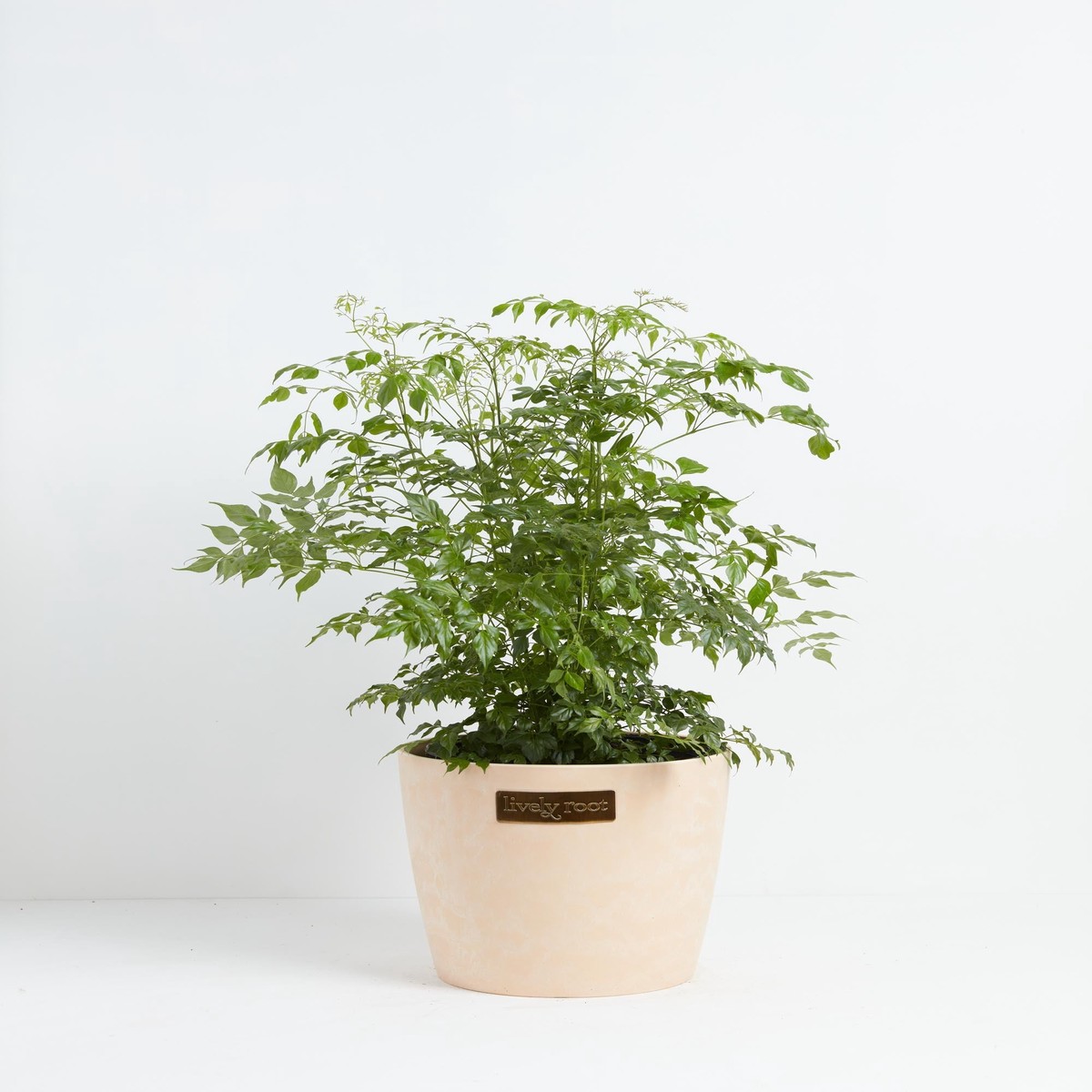 Medusa China Doll (Serpent Tree) MediumBasketsLight