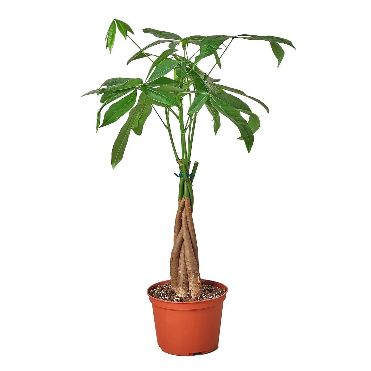 Money Tree Guiana Chestnut Pachira Braid 4PotBlackCylinder