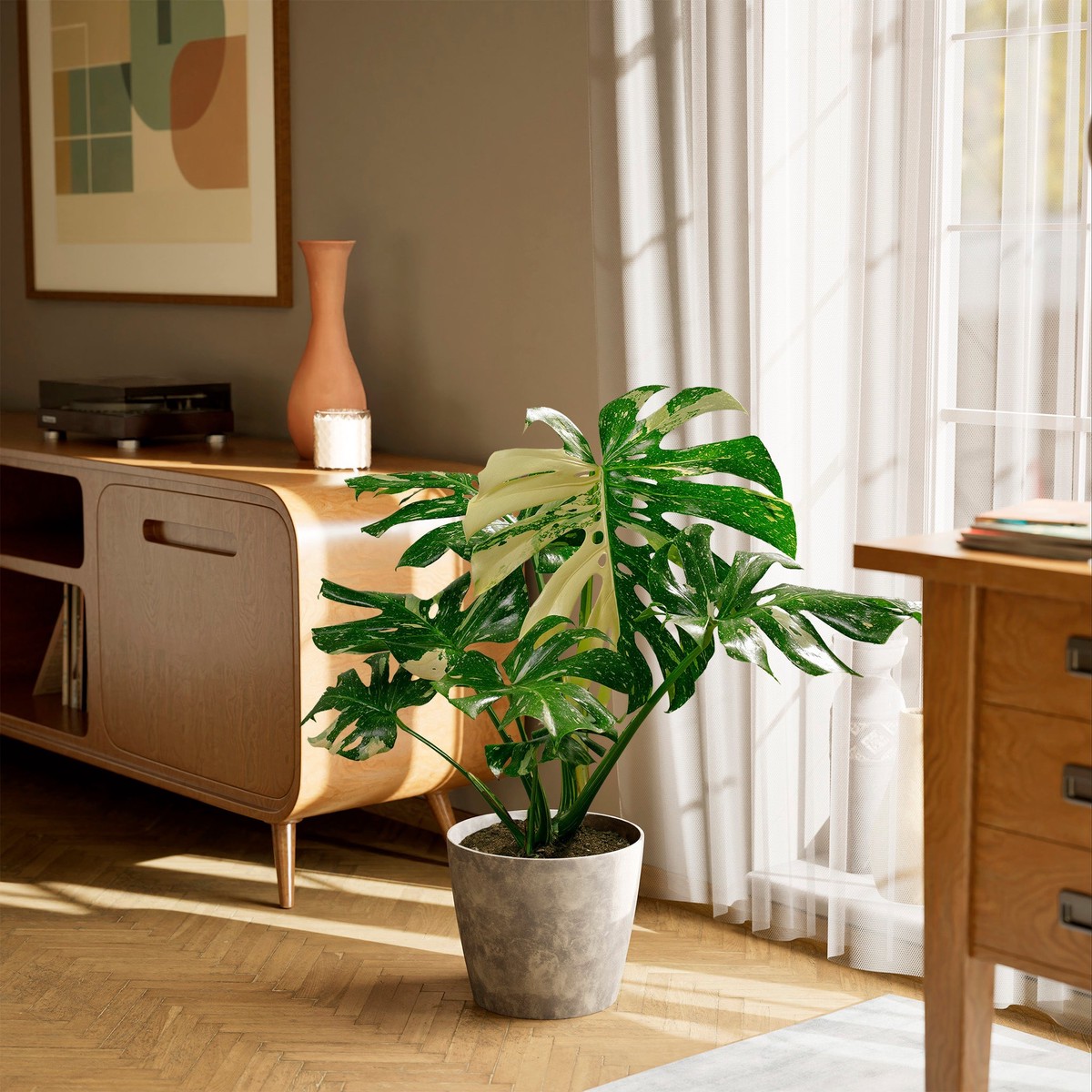 Monstera Thai Constellation MediumEcoPotEarlGrey