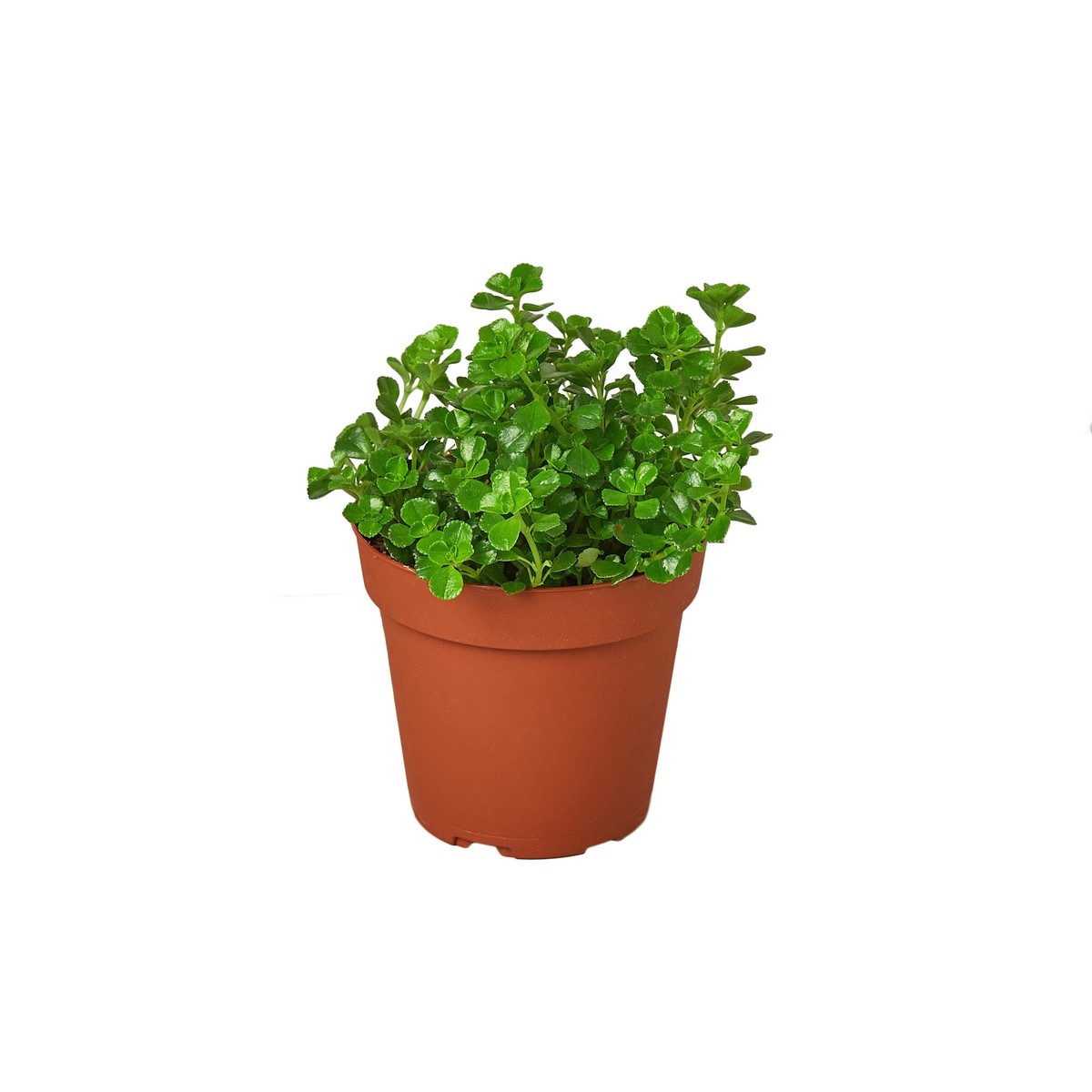 Nettle Babys Tear 6Pot