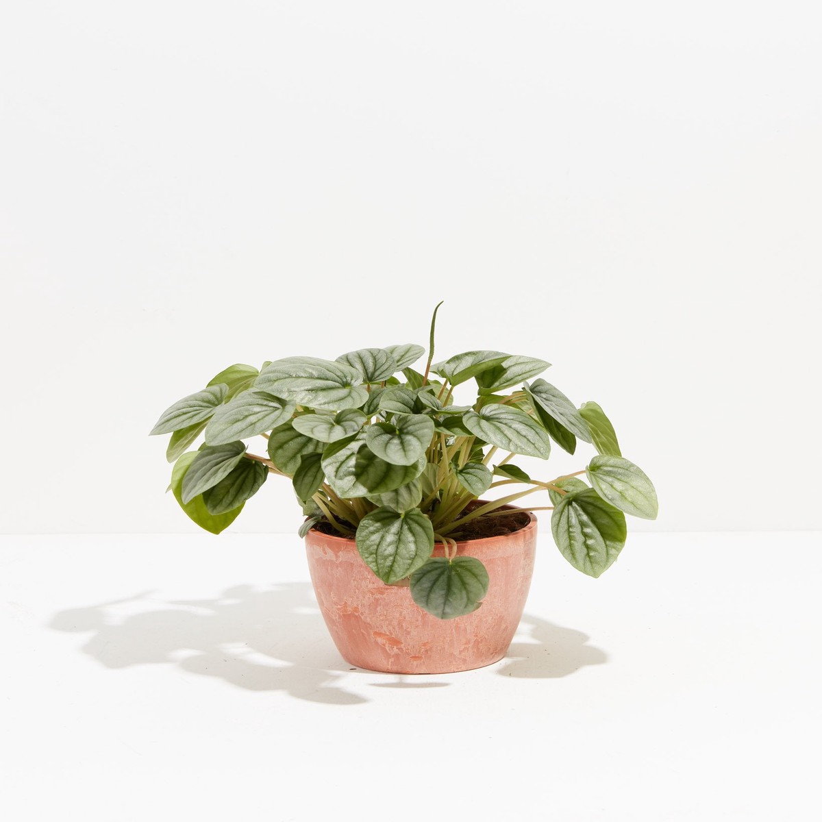 Peperomia Frost MediumEcoPotEarlGrey