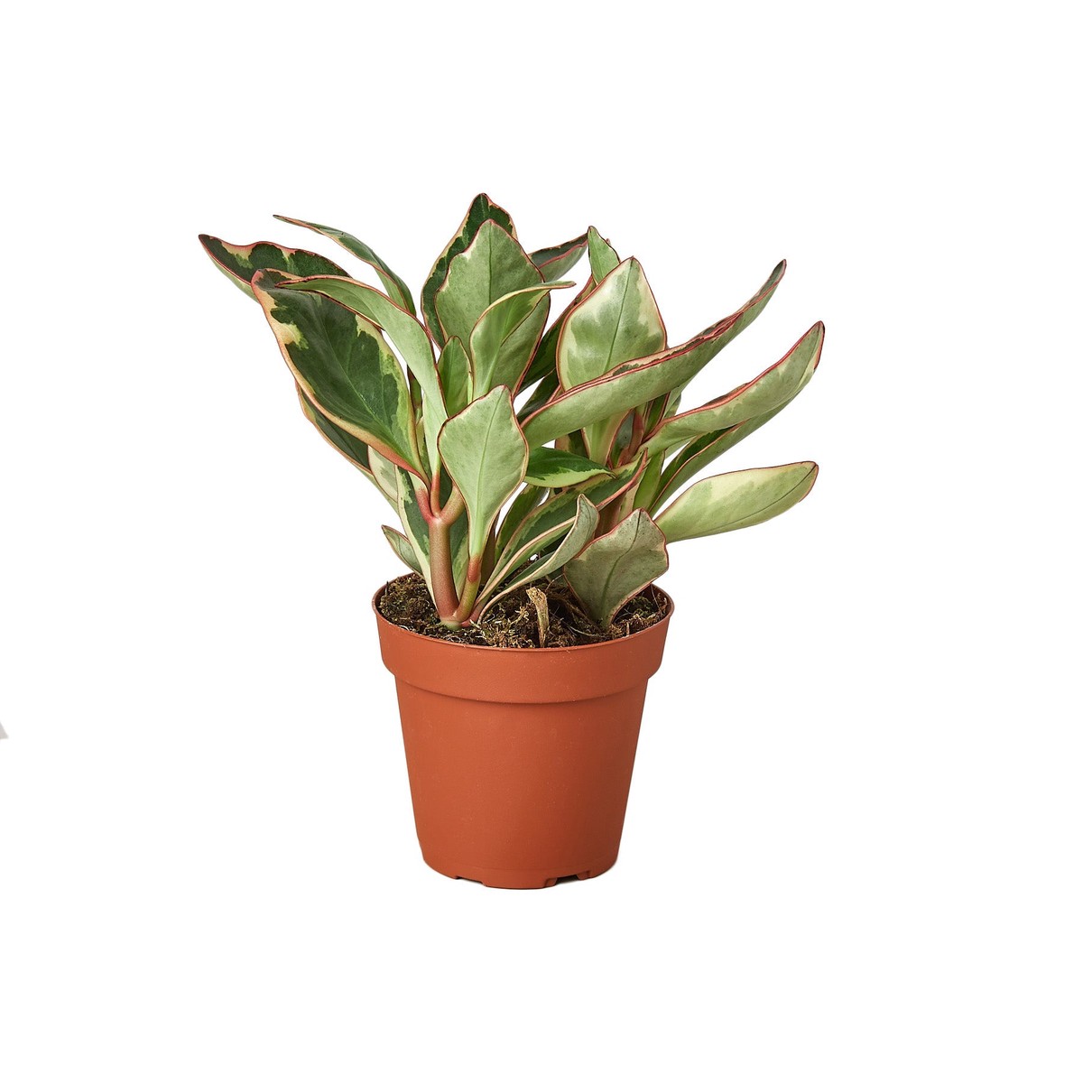 Peperomia Ginny 4Pot