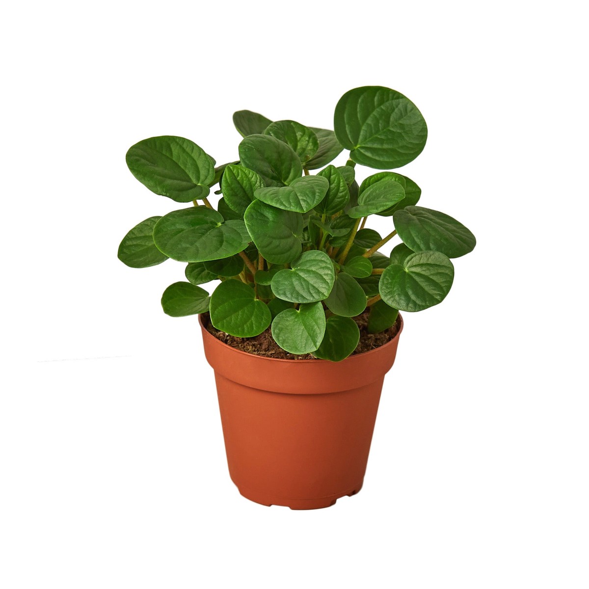 Peperomia Rana Verde 6Pot