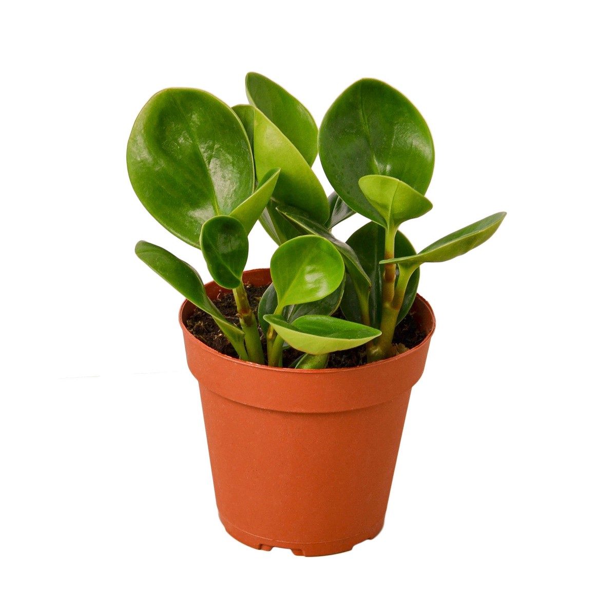Peperomia Thailand WhiteCylinder-6Pot