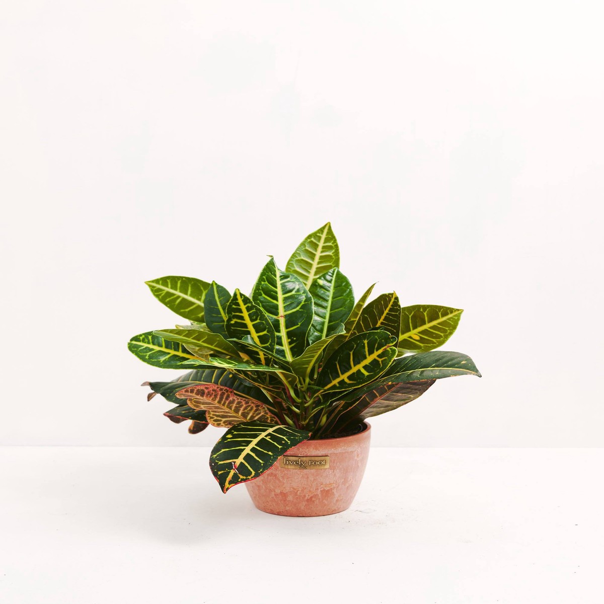 Petra Croton SmallEcoPotEarlGrey