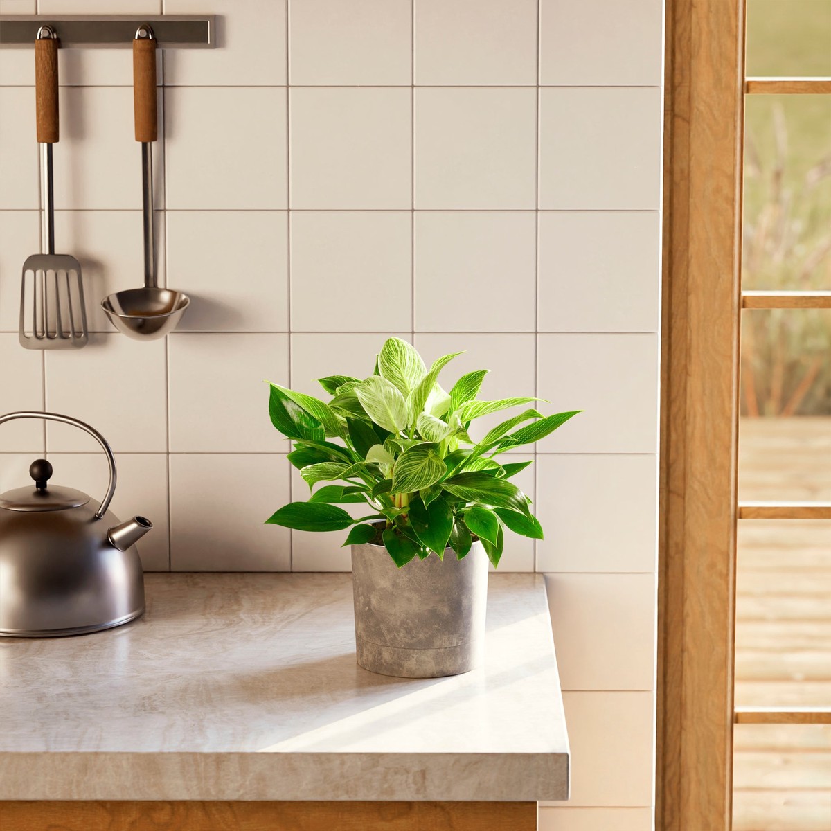 Philodendron Birkin MediumBasketsLight
