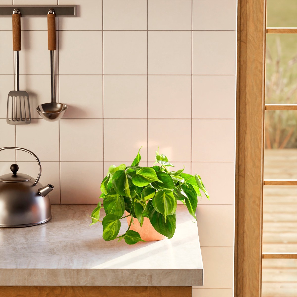 Philodendron Brasil MediumEcoPotEarlGrey