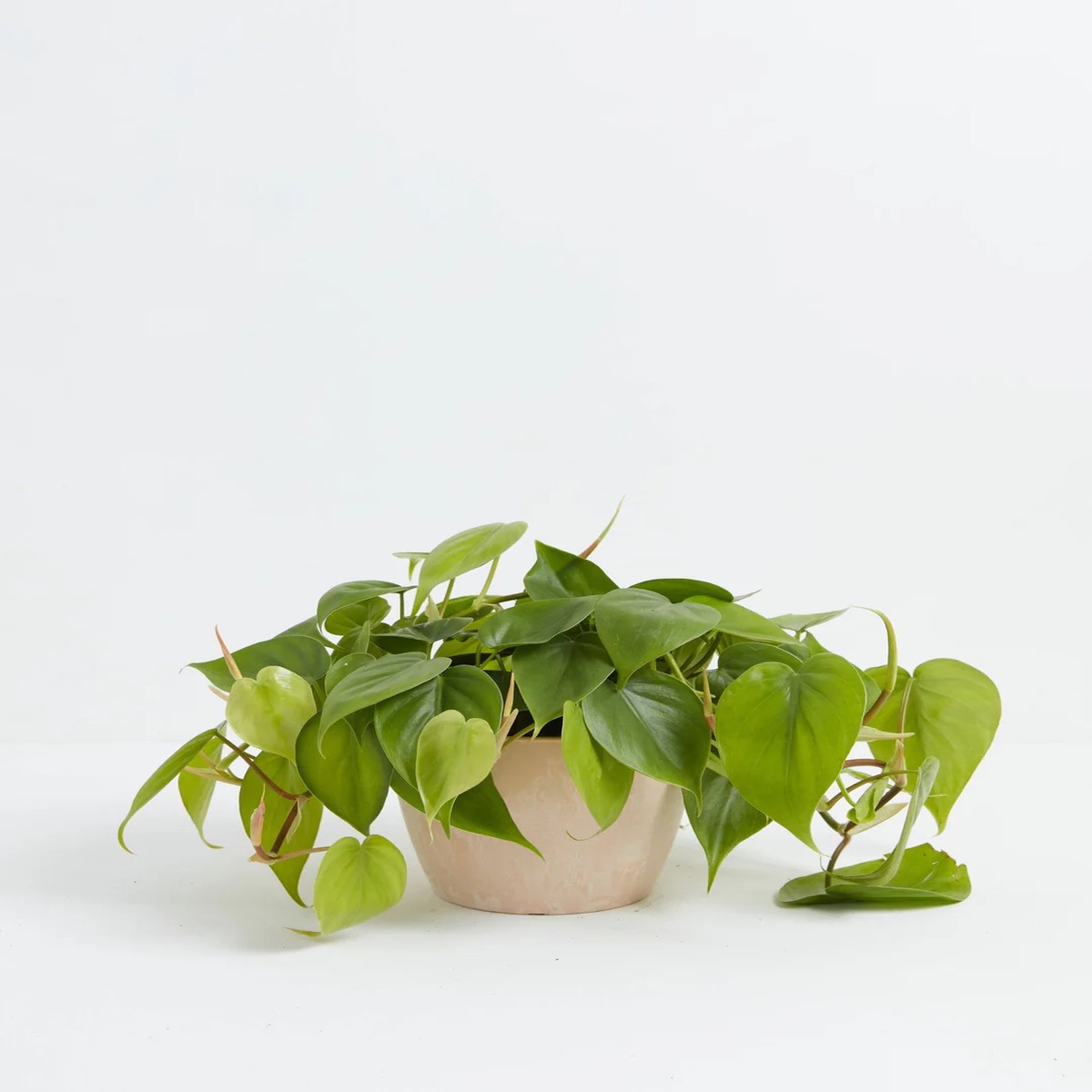 Philodendron Cordatum MediumEcoPotChai