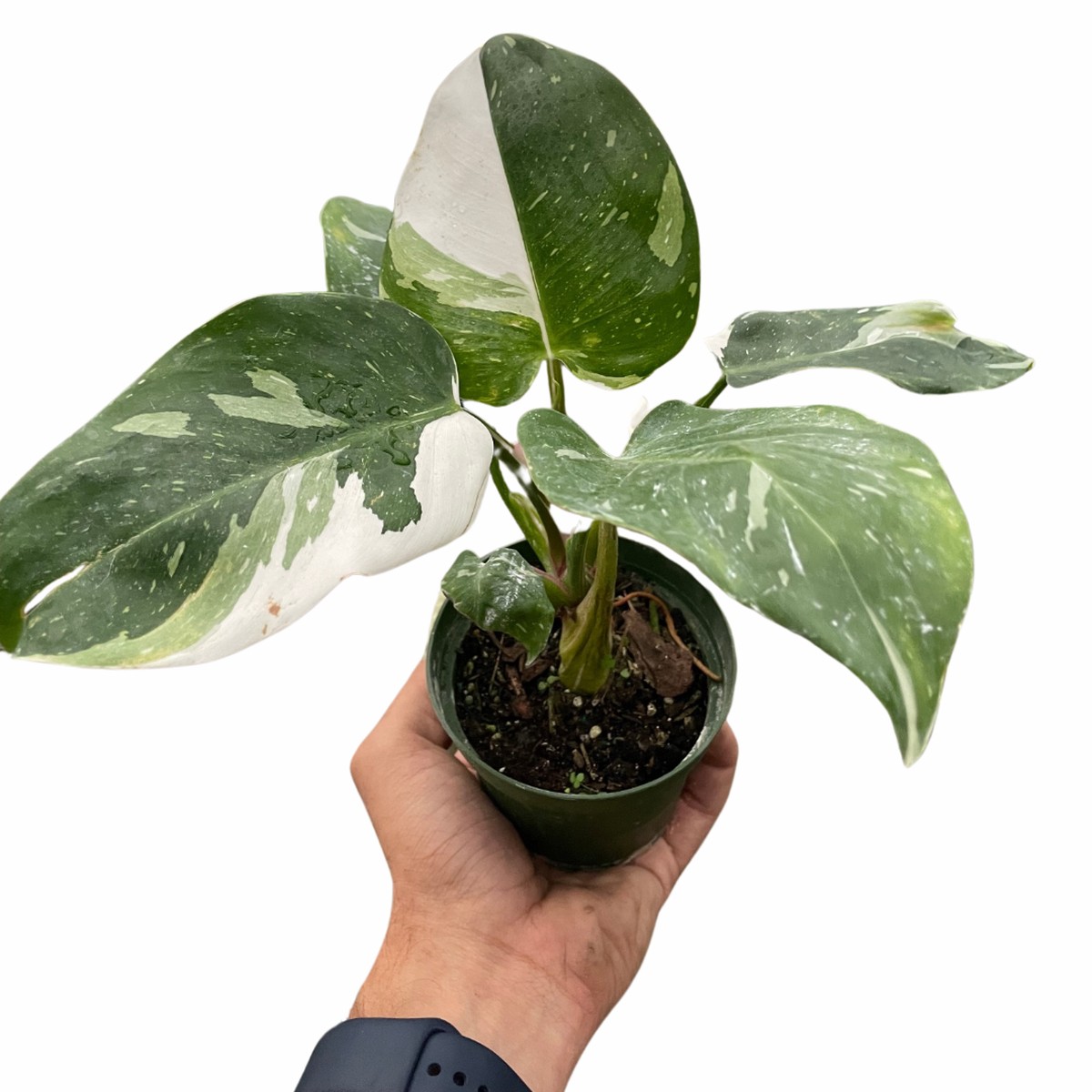 Philodendron White Princess 2Pot