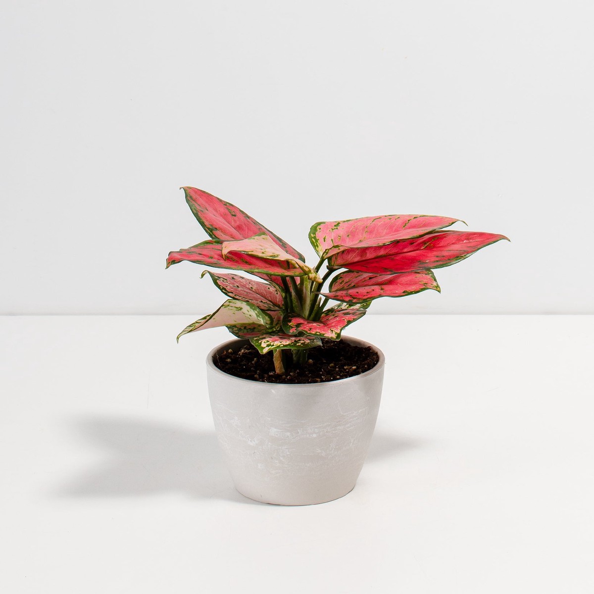 Pink Aglaonema Beauty SmallEcoPotChai