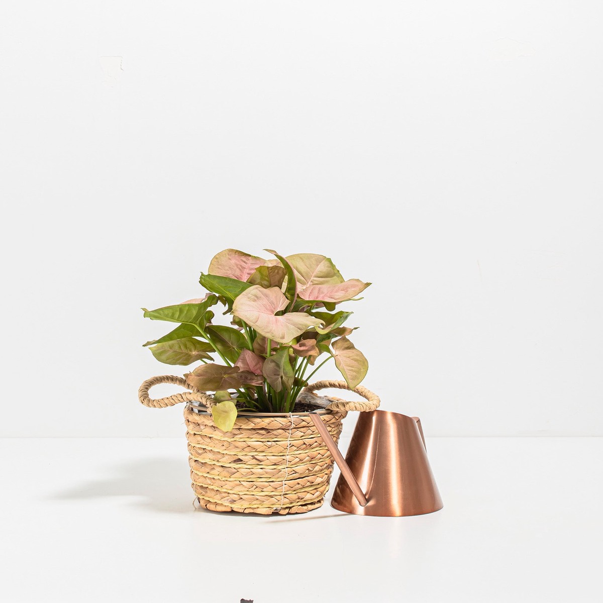 Pink Arrowhead Plant (Syngonium Neon Robusta) SmallBasketsLight