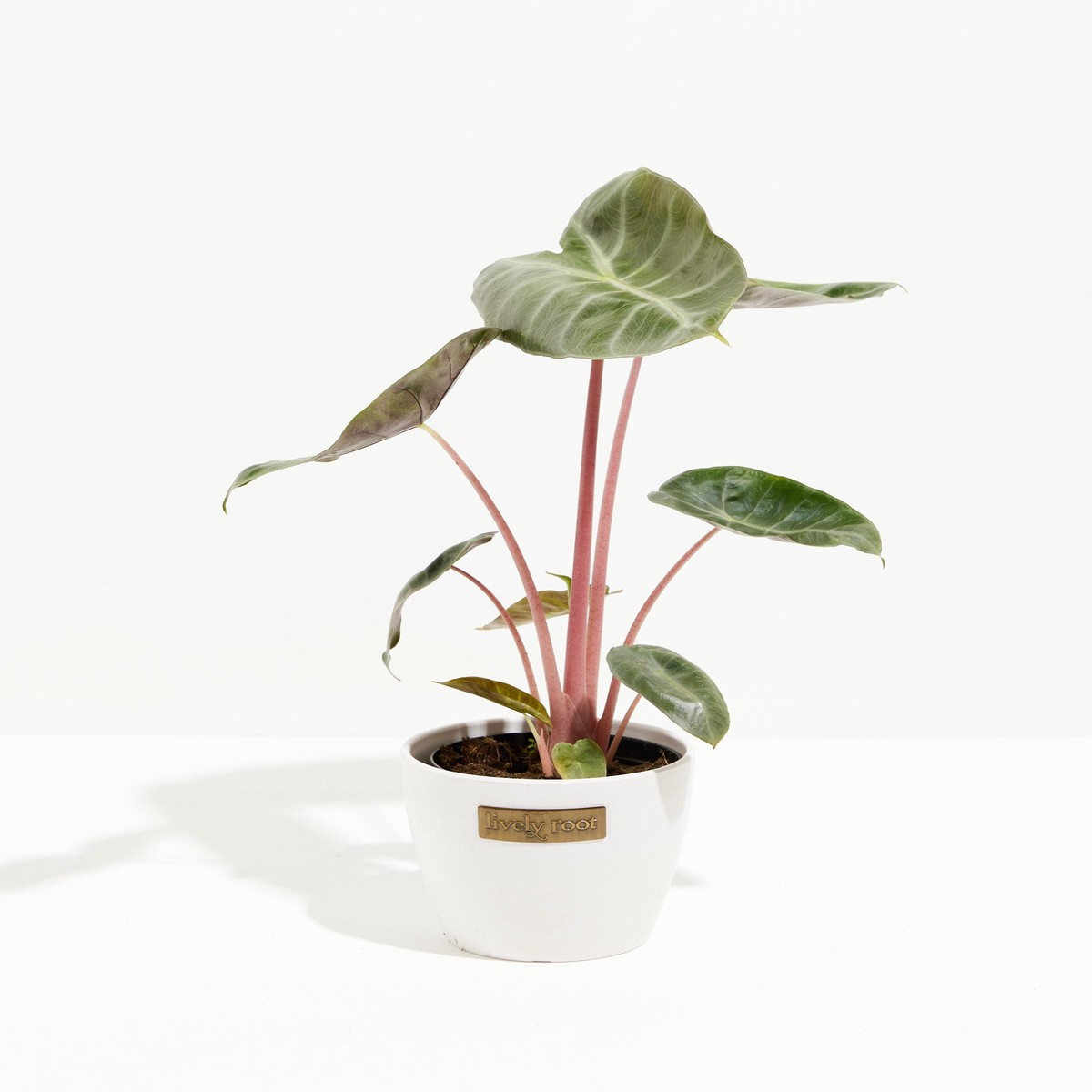 Pink Dragon Alocasia SmallEcoPotMacadamia