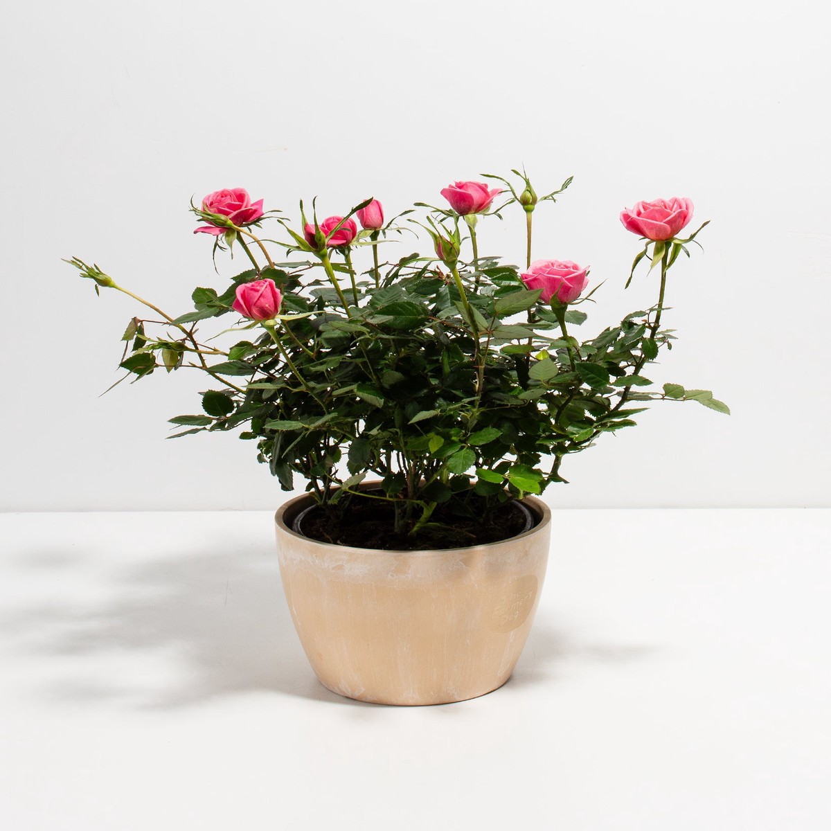 Pink Miniature Roses MediumBasketsLight