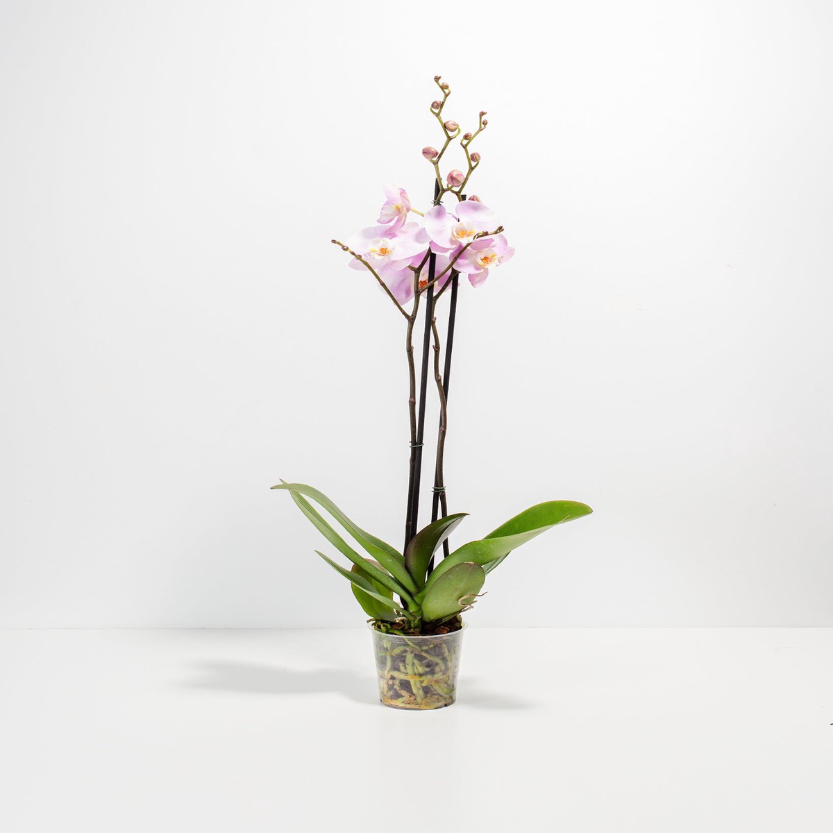 Pink Phalaenopsis Orchid MediumEstellaPotWhite