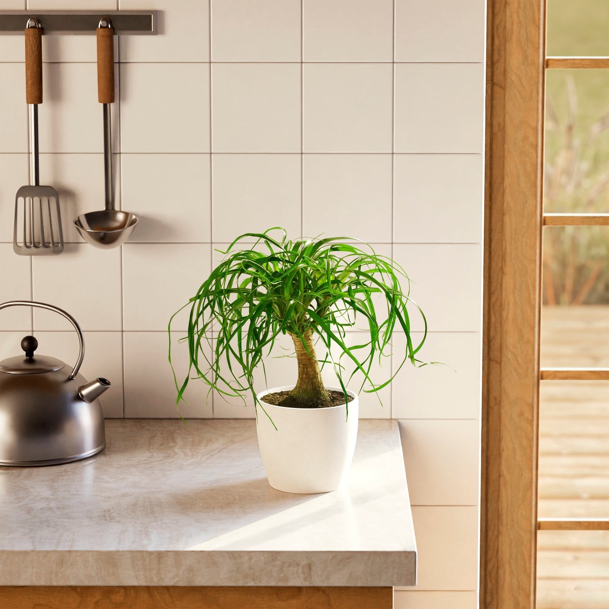 Ponytail Palm Tree SmallEcoPotEarlGrey