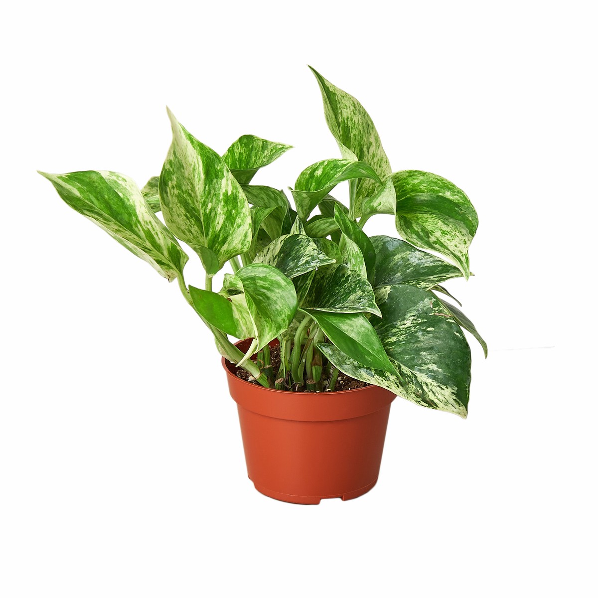 Pothos Marble Queen 6Pot
