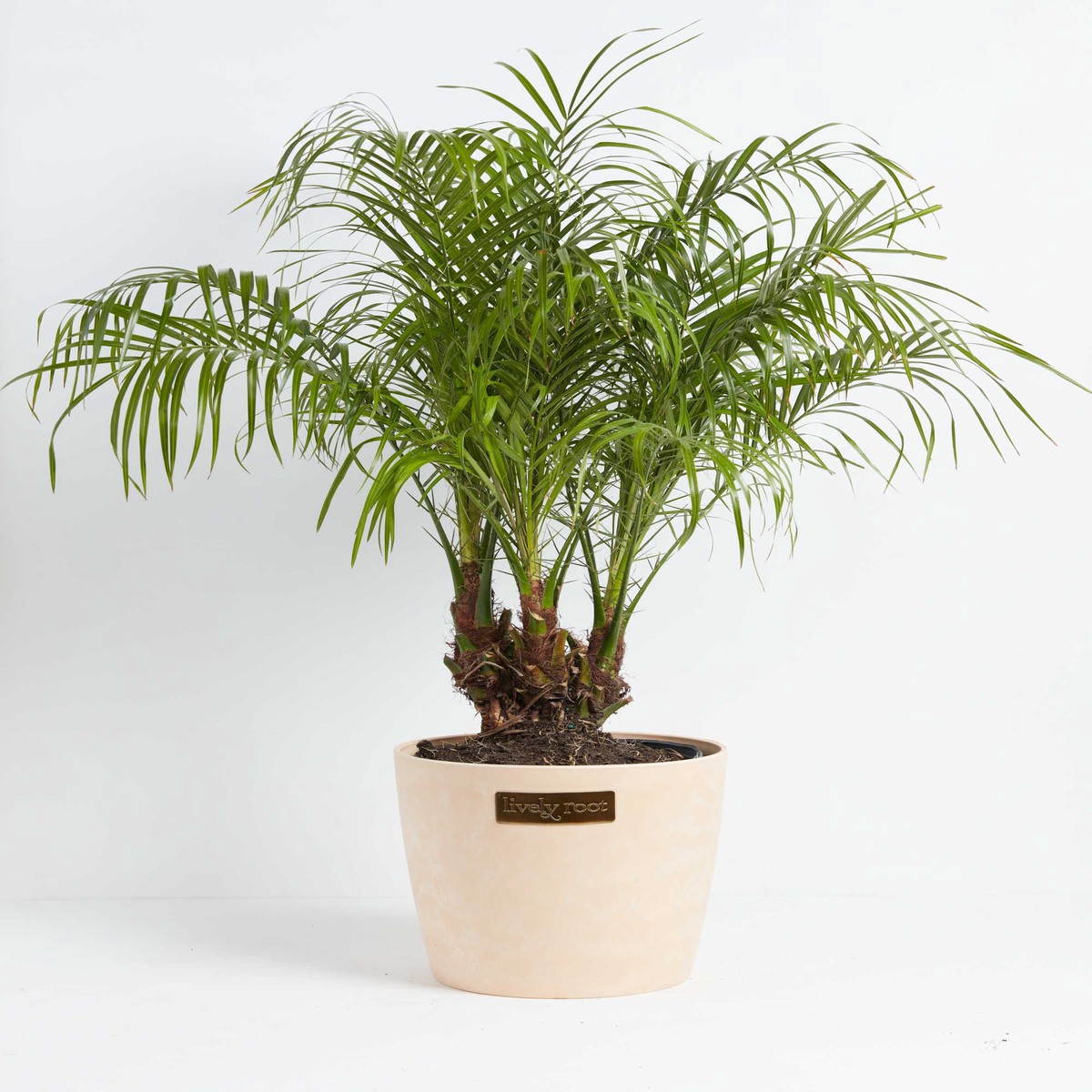 Pygmy Date Palm ExtraLargeBasketsLight