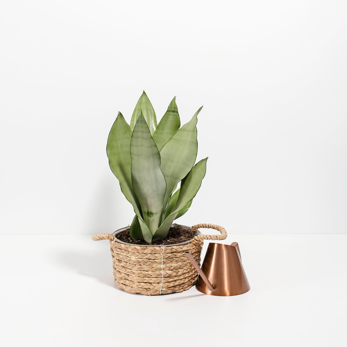Sansevieria Moonshine MediumEcoPotChai