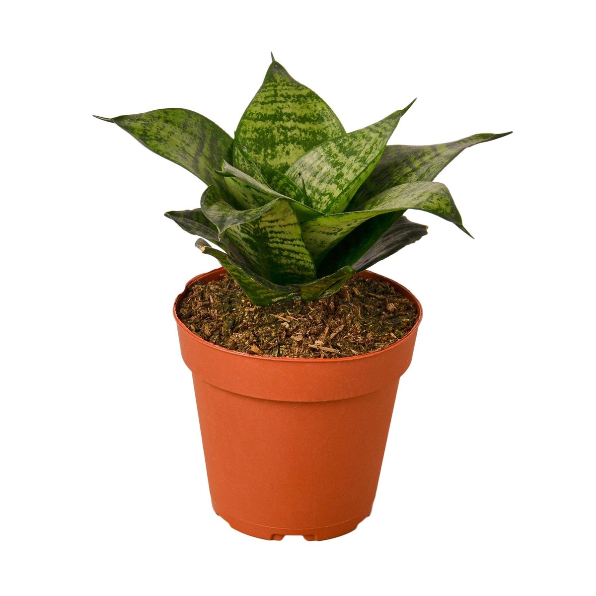Snake Plant Black Robusta 4Pot