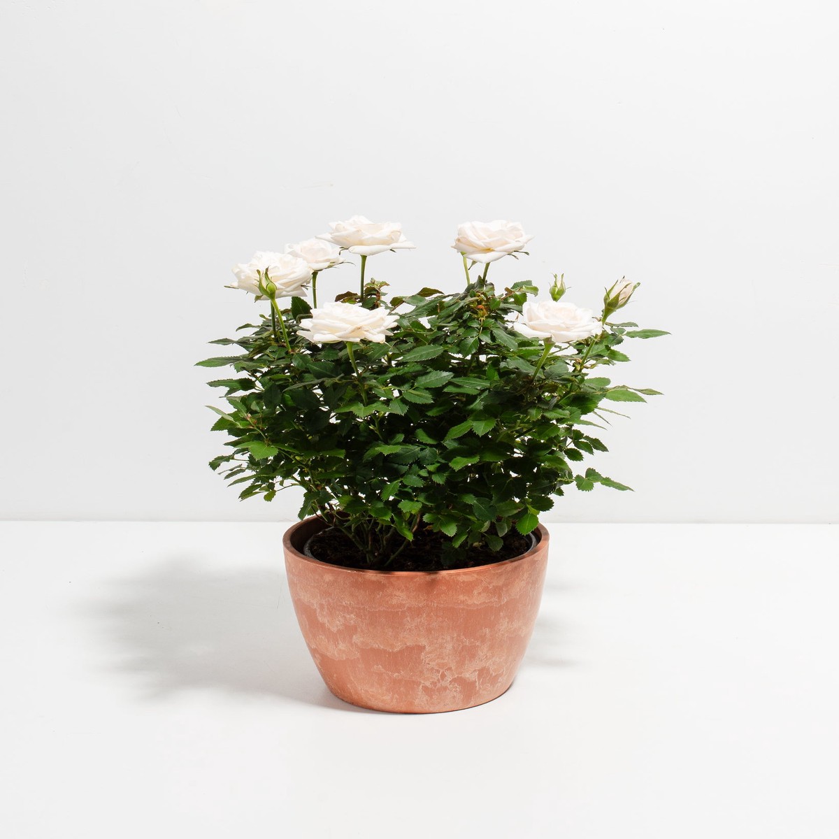 Snow White Miniature Roses MediumBasketsLight