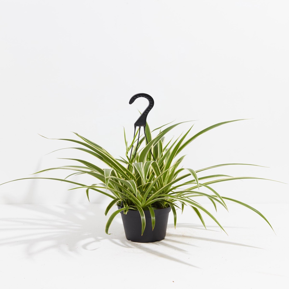 Spider Plant SmallEcoPotCoconut
