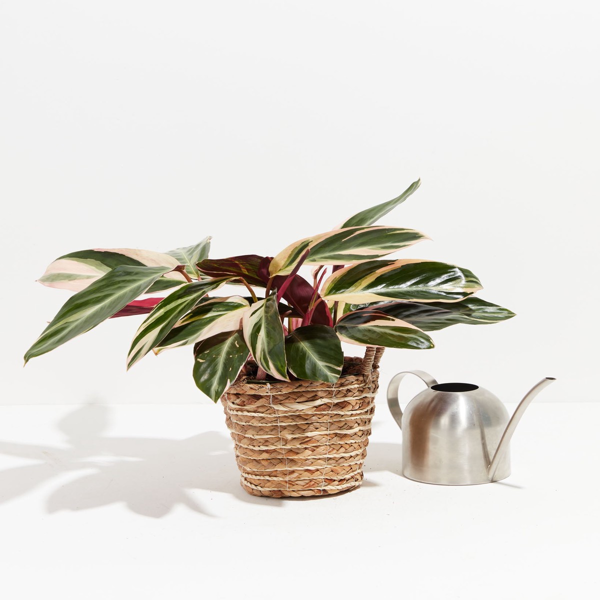 Stromanthe Triostar MediumEcoPotCoconut