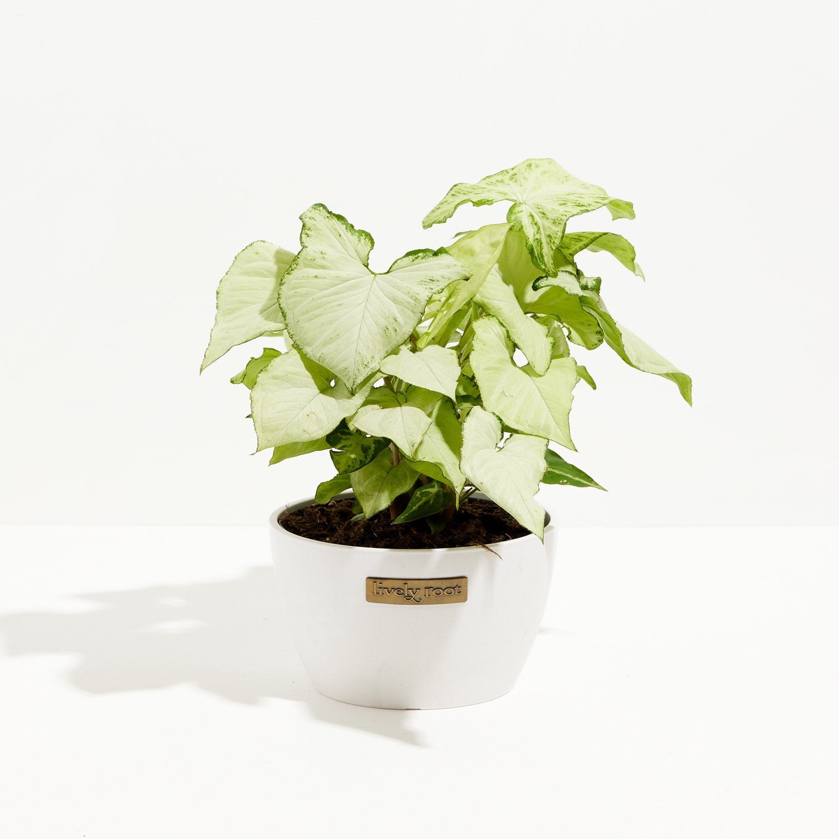 Syngonium Holly Bianco MediumBasketsLight