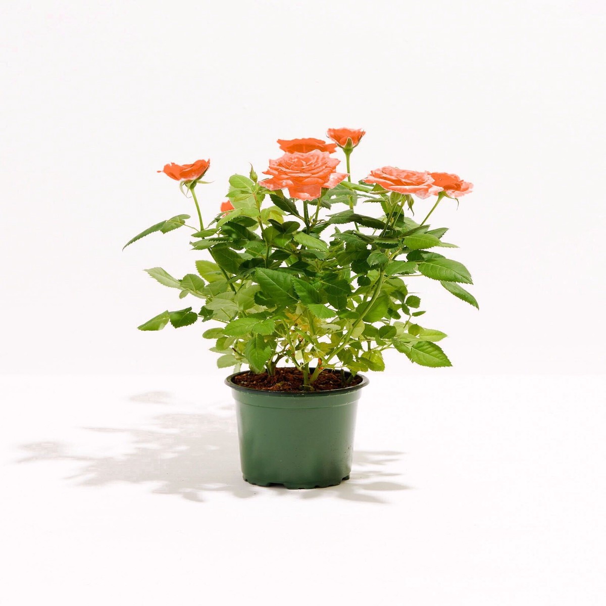 Tangerine Orange Miniature Roses SmallBasketsLight