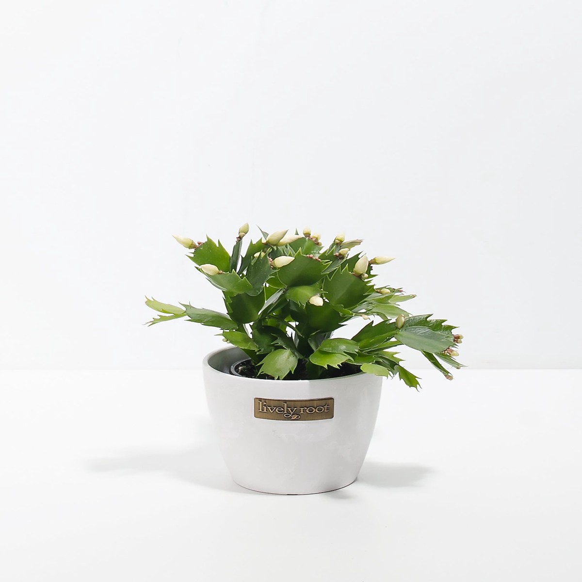 Yellow Christmas Cactus SmallEcoPotCoconut