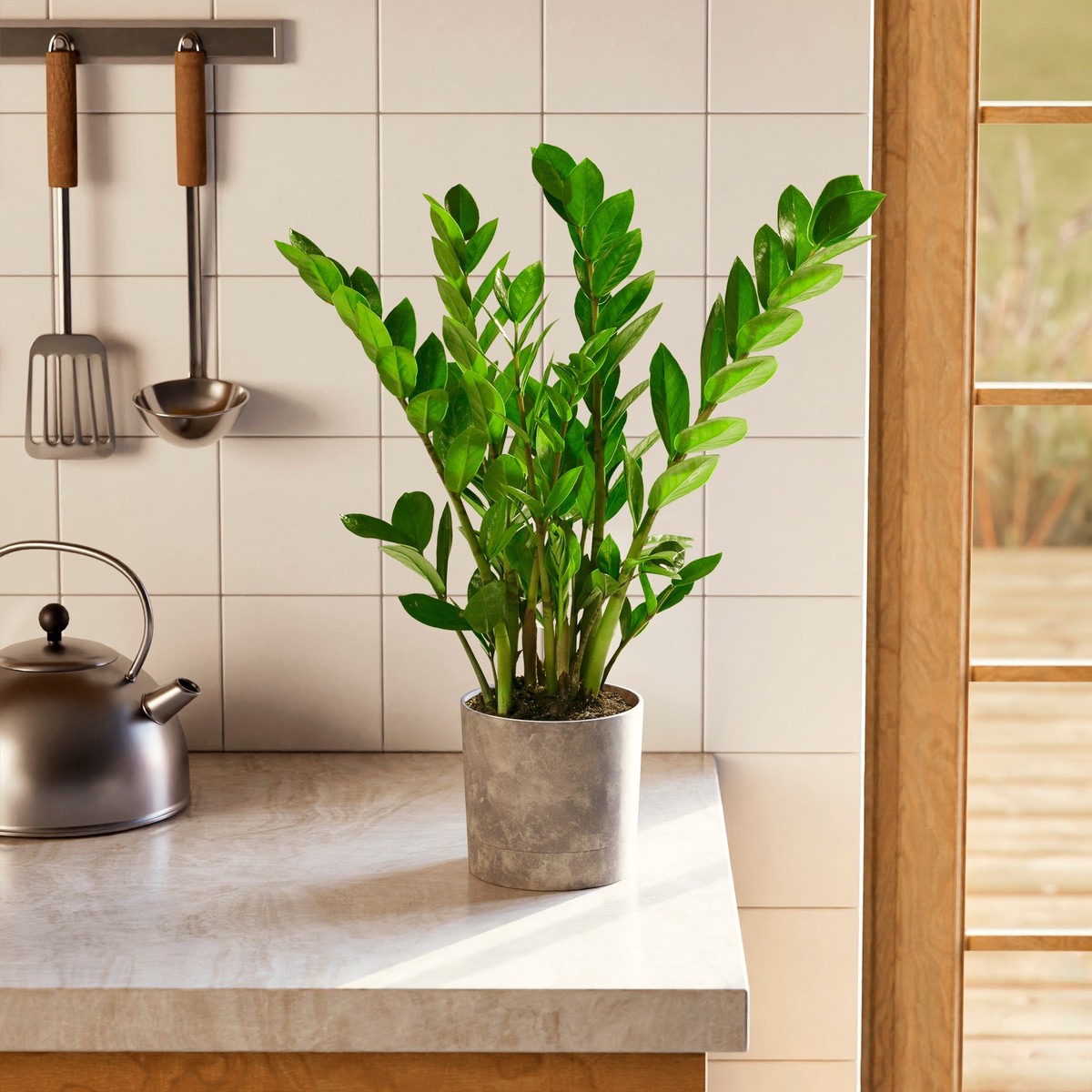 Zz Plant ExtraLargeGrowerVaries