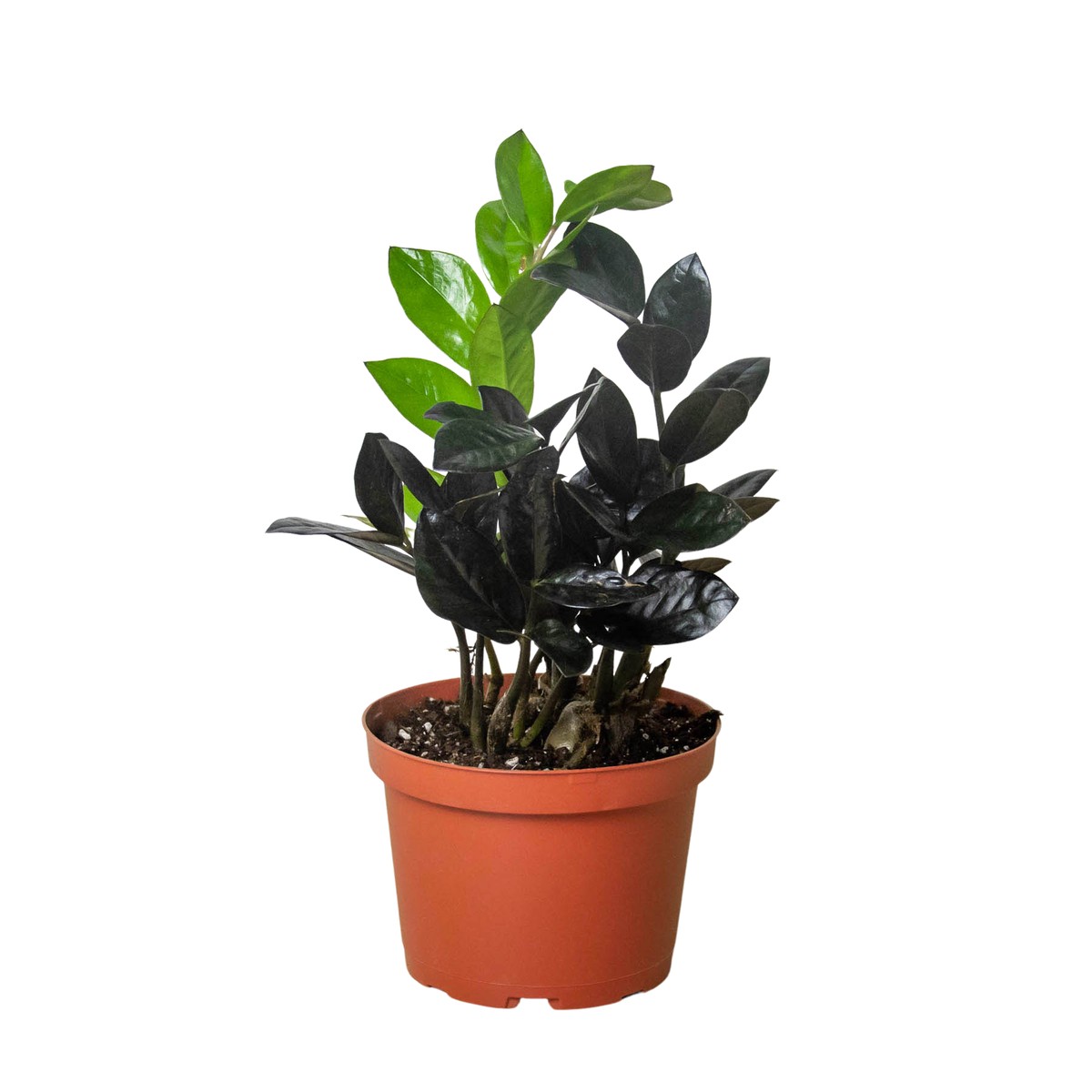 Zz Zamioculcas Black Queen NurseryPot8Pot