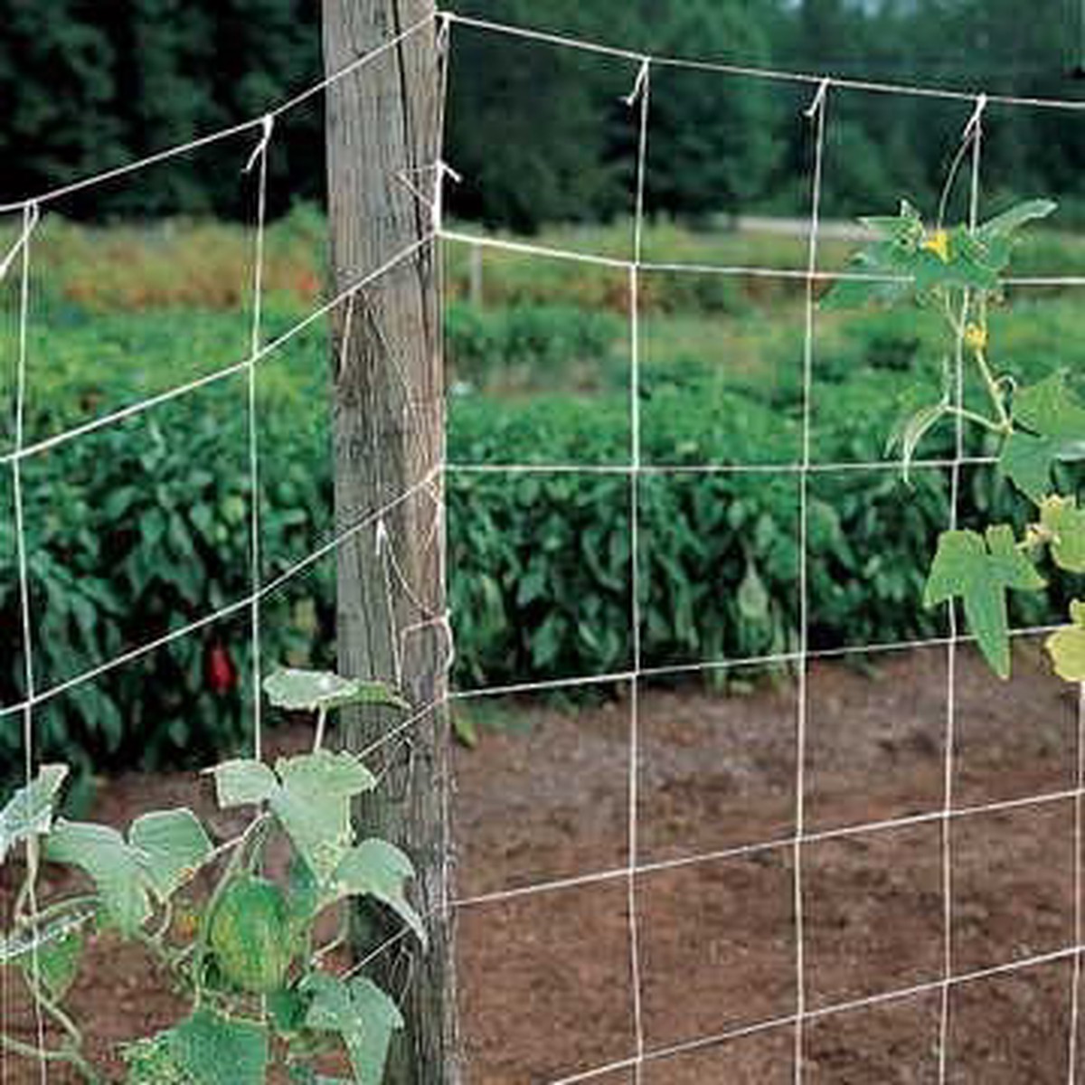 Parks Trellis Netting - 5ft x 30ft